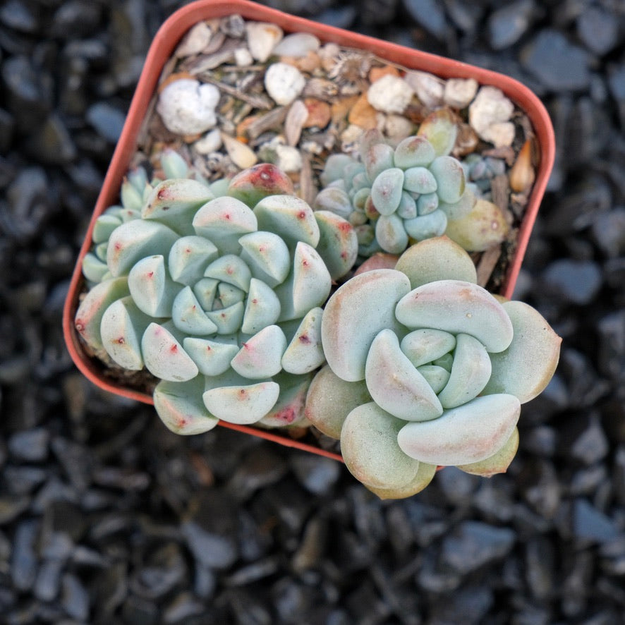 Korean Succulent bbs Korean Succulent Plant