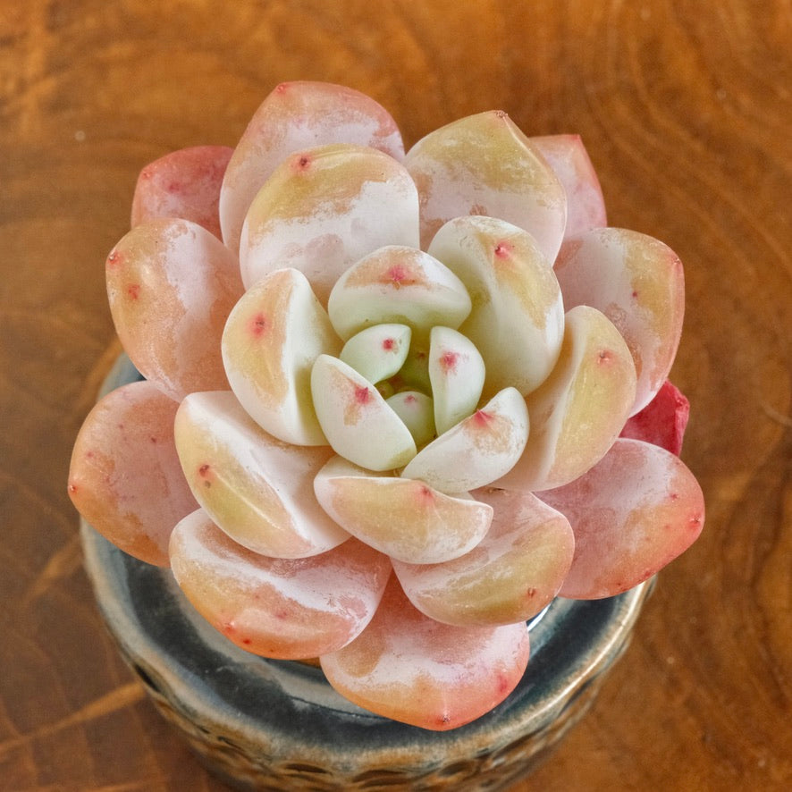 Echeveria Monroe Korean Succulent Plant – Succielife