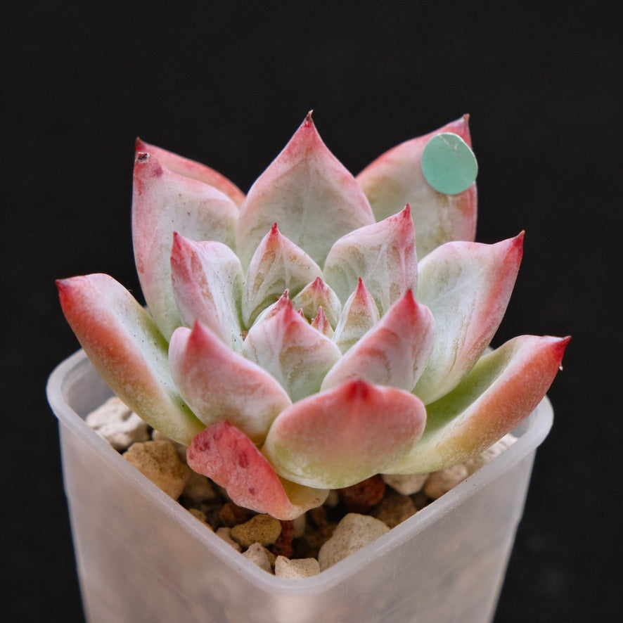 Echeveria Midnight Korean Succulent Plant