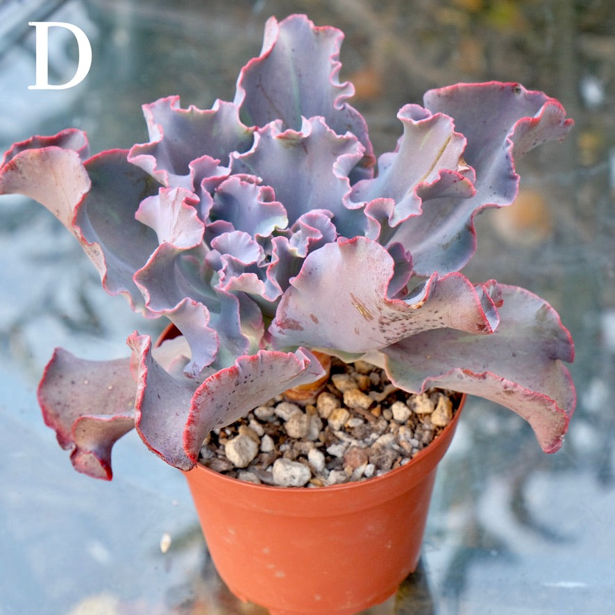 Variegated Echeveria Fury - Rare hybrid - D