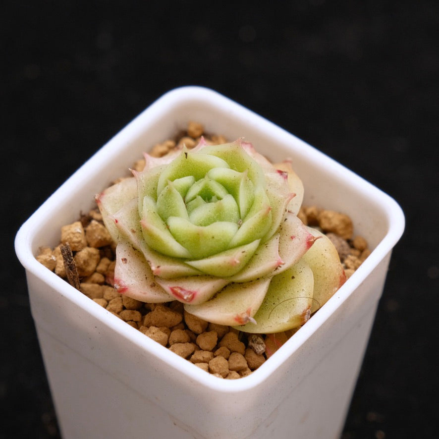 Echeveria Andres baby Korean Succulent Plant