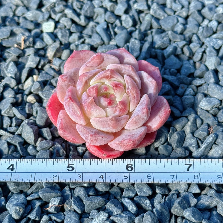 Echeveria Rosé Succulent Plant C