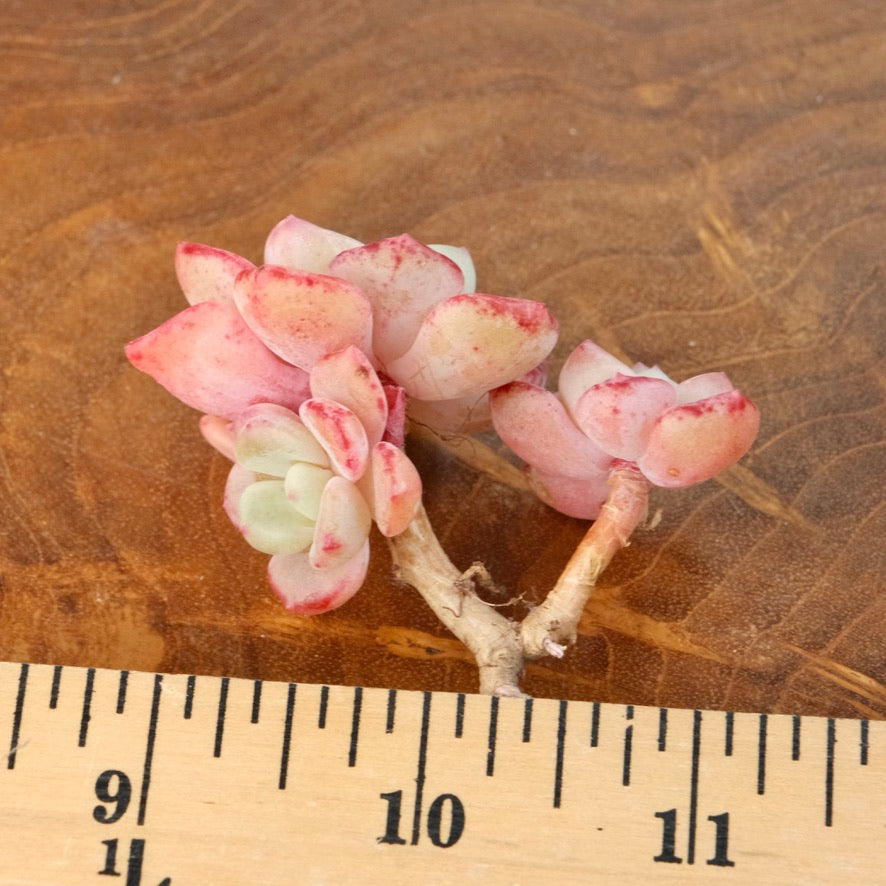 Echeveria Shamong cluster Korean Succulent Plant