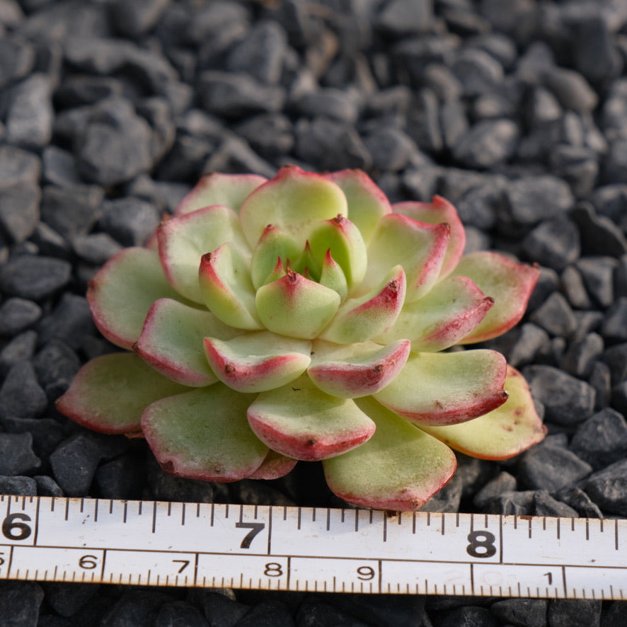Echeveria Arpeggio Korean Succulent Plant Rare Hwaga hybrid