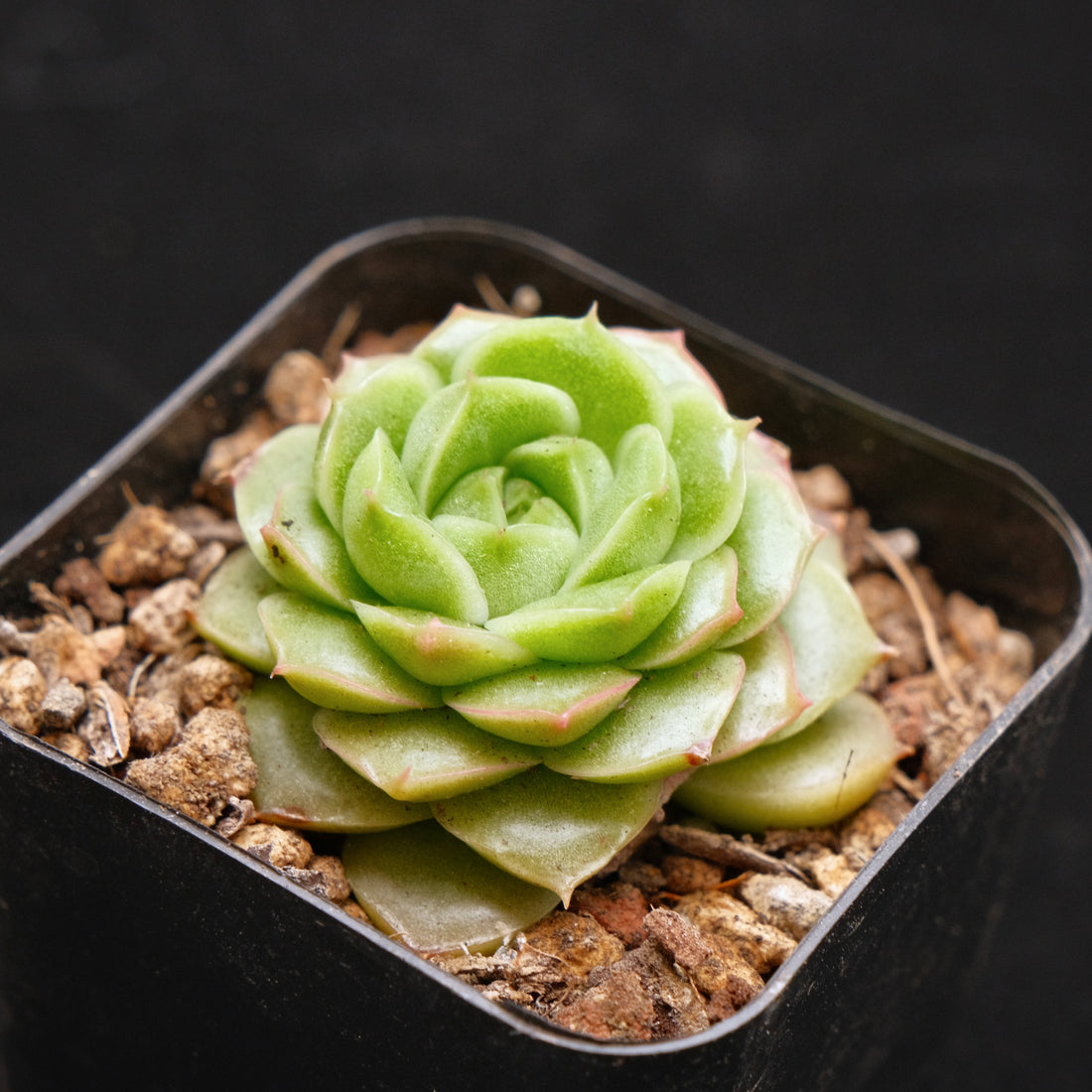 Echeveria Andres Korean Succulent Plant
