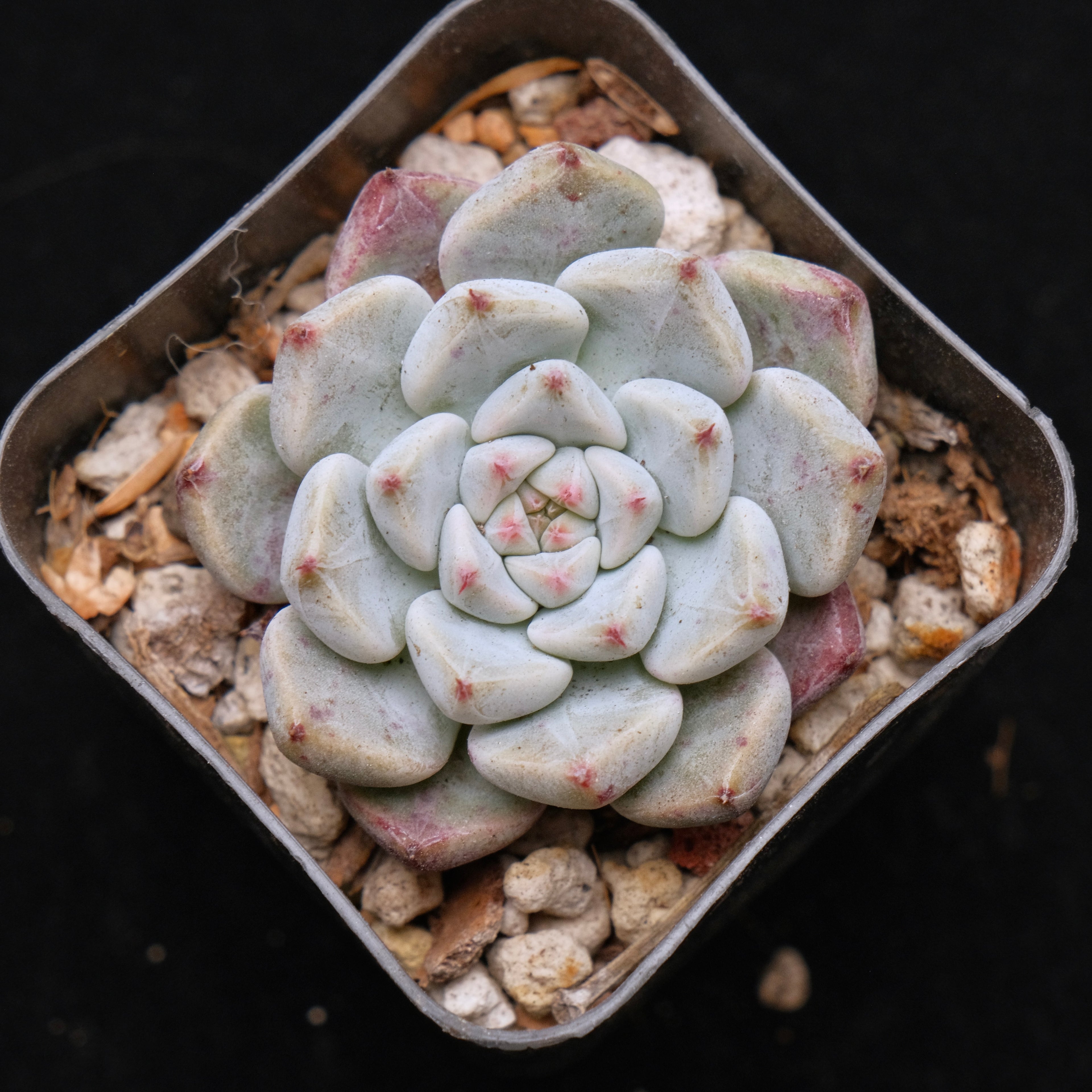 Echeveria Sato Korean Succulent Plant *Rare* Changhee hybrid