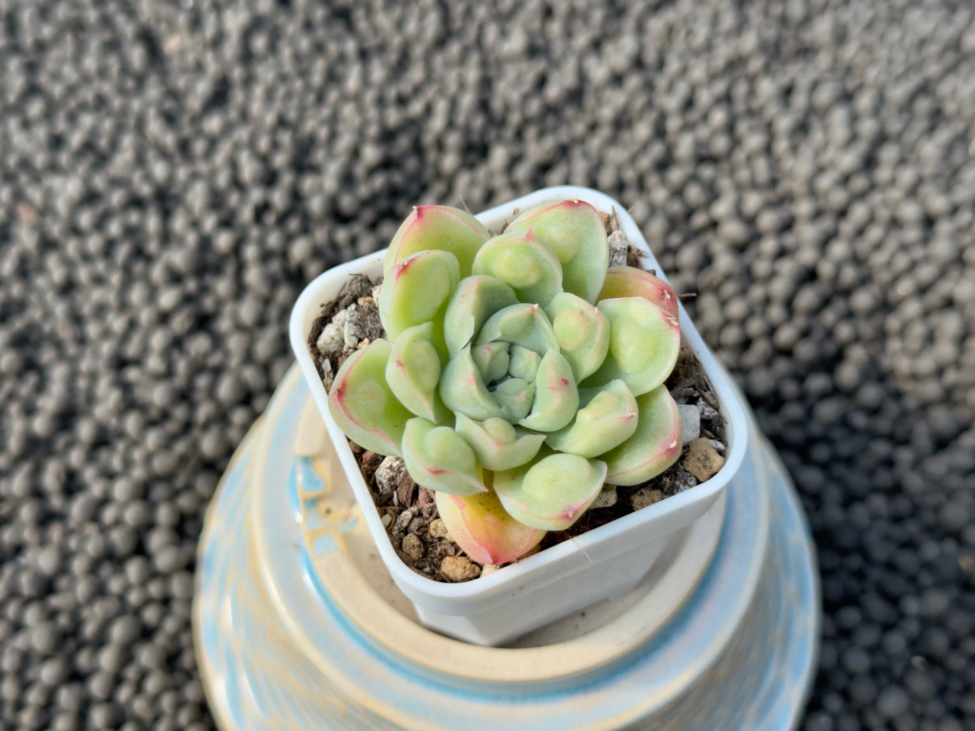 Echeveria Albidrops Korean Succulent Plant