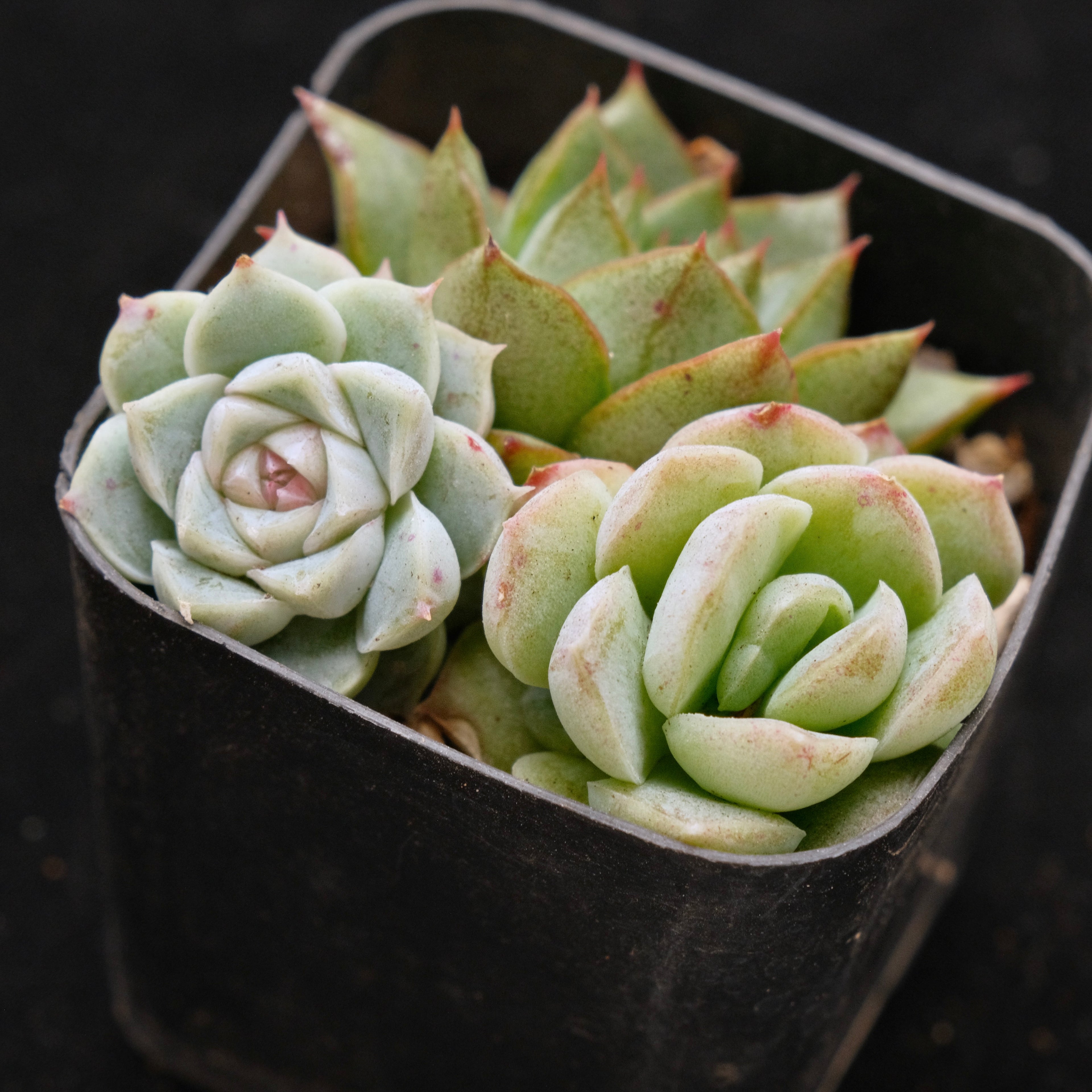 Korean Succulent Babies