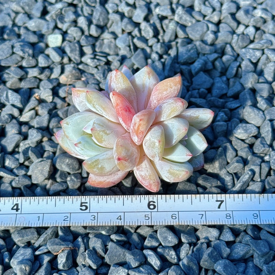 Echeveria Trumso Succulent Plant C