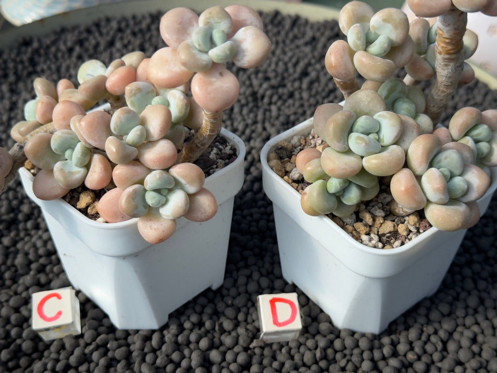 Graptosedum Snowflake Miul Imported Succulent Plant