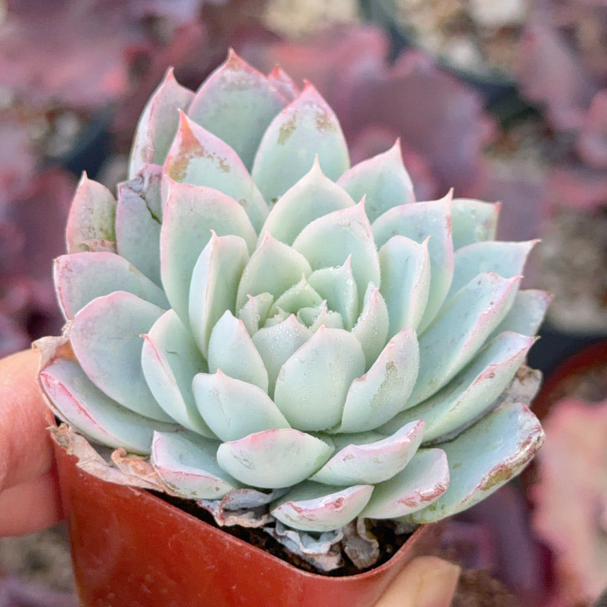 Echeveria Violet Queen Succulent Plant