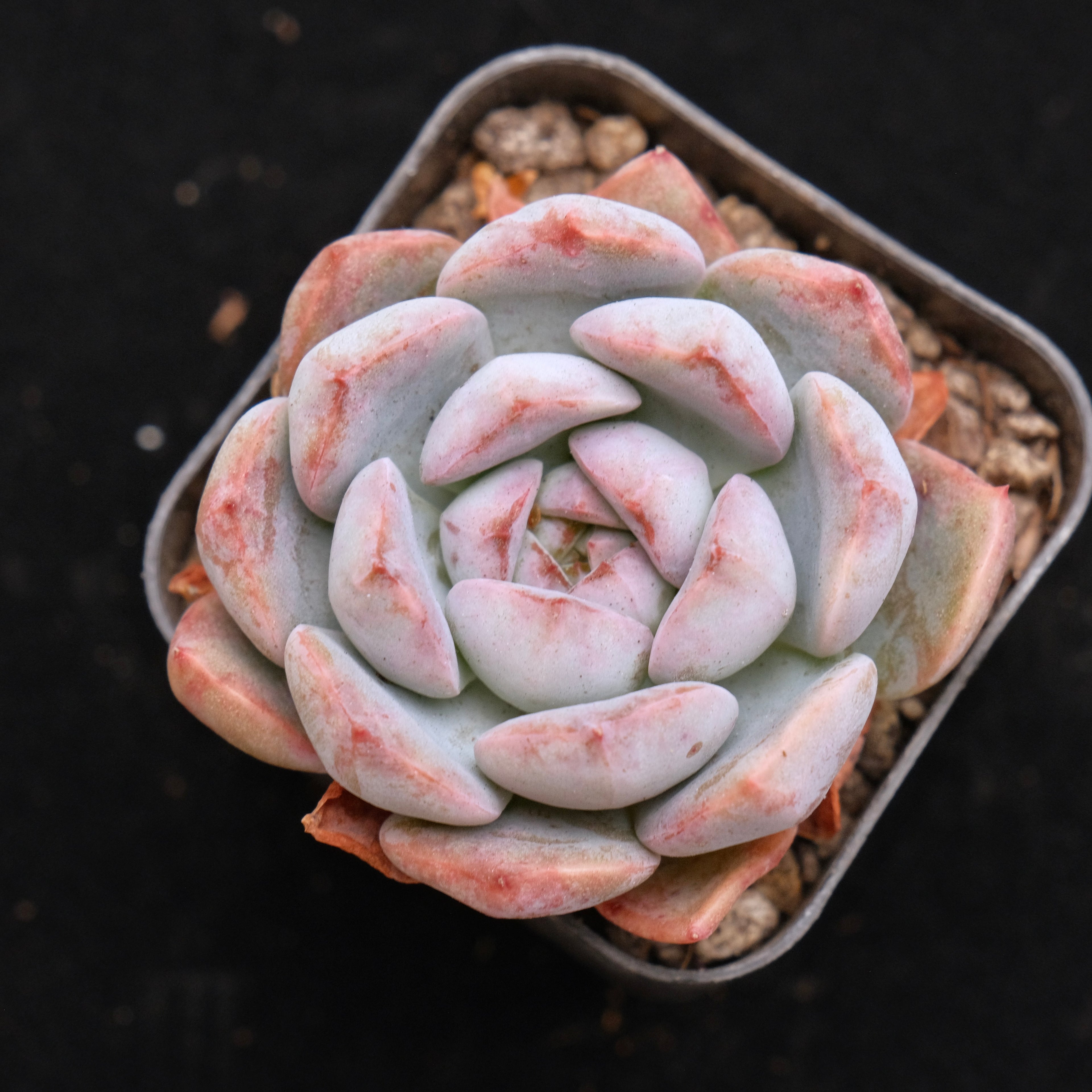 Echeveria Pink Elf Korean Succulent Plant