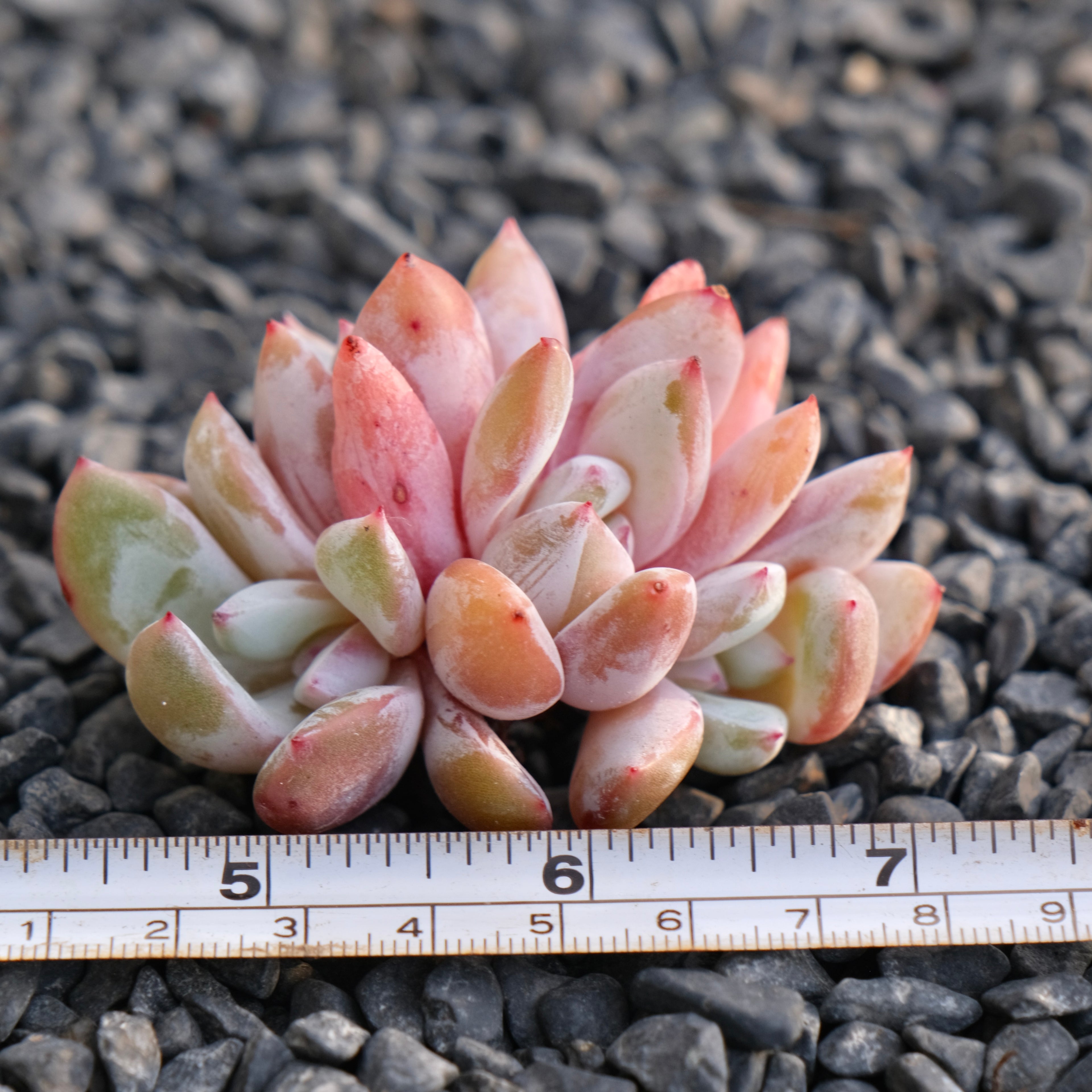 Echeveria Trumso cluster Imported Succulent Plant