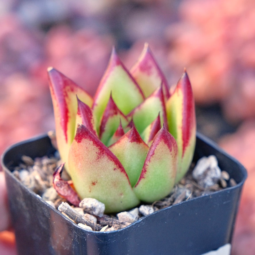 Echeveria agavoides Lipstick Succulent Plant