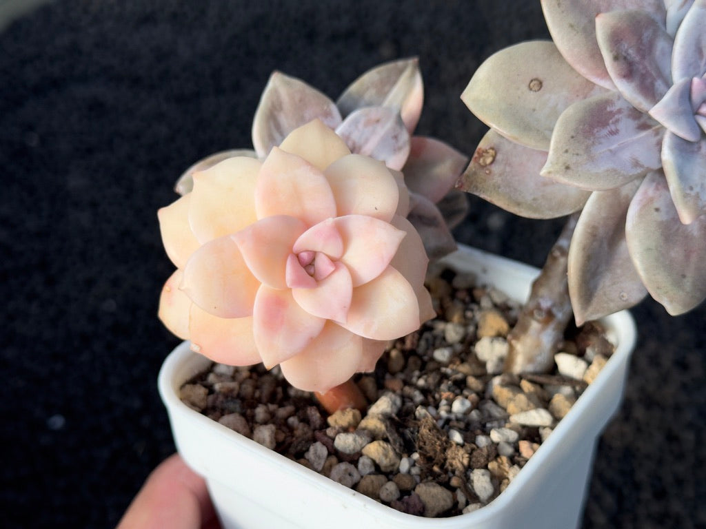 Variegated Graptopetalum Superbum Imported Succulent Plant