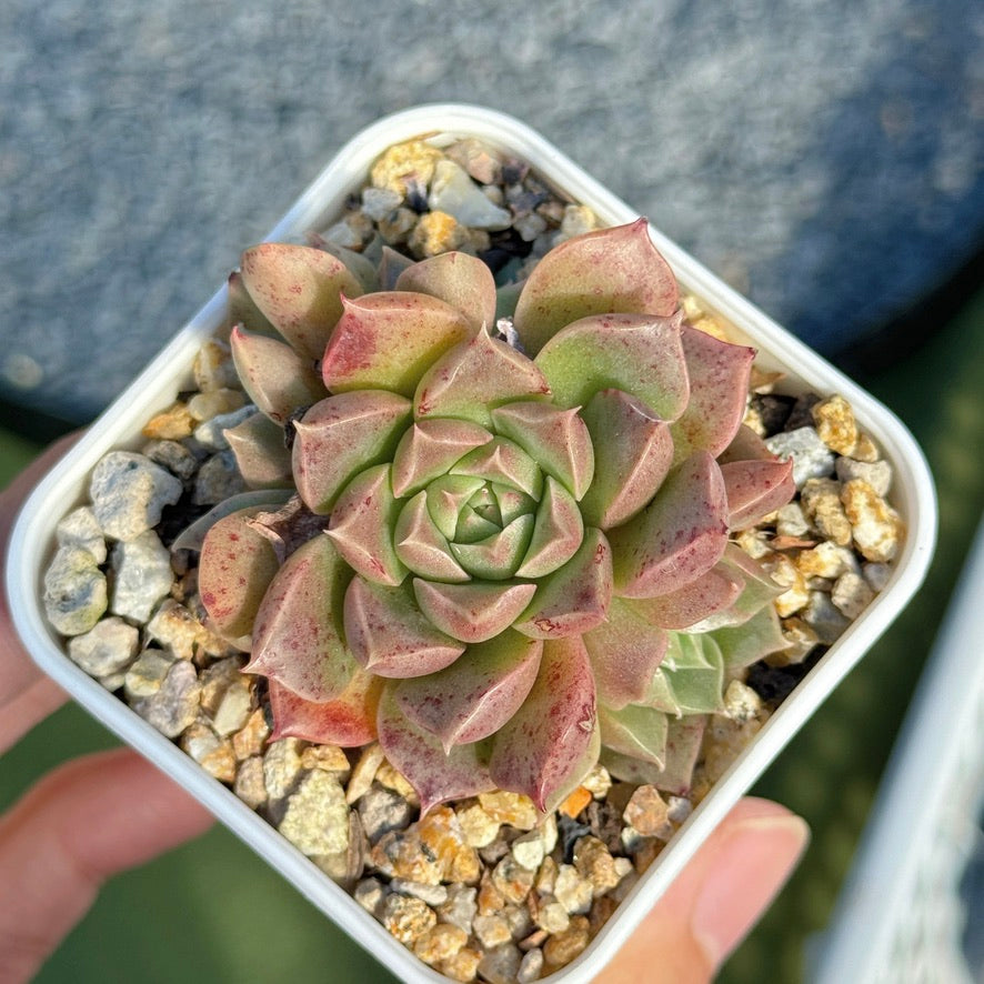 Echeveria Enamel Korean Succulent Plant