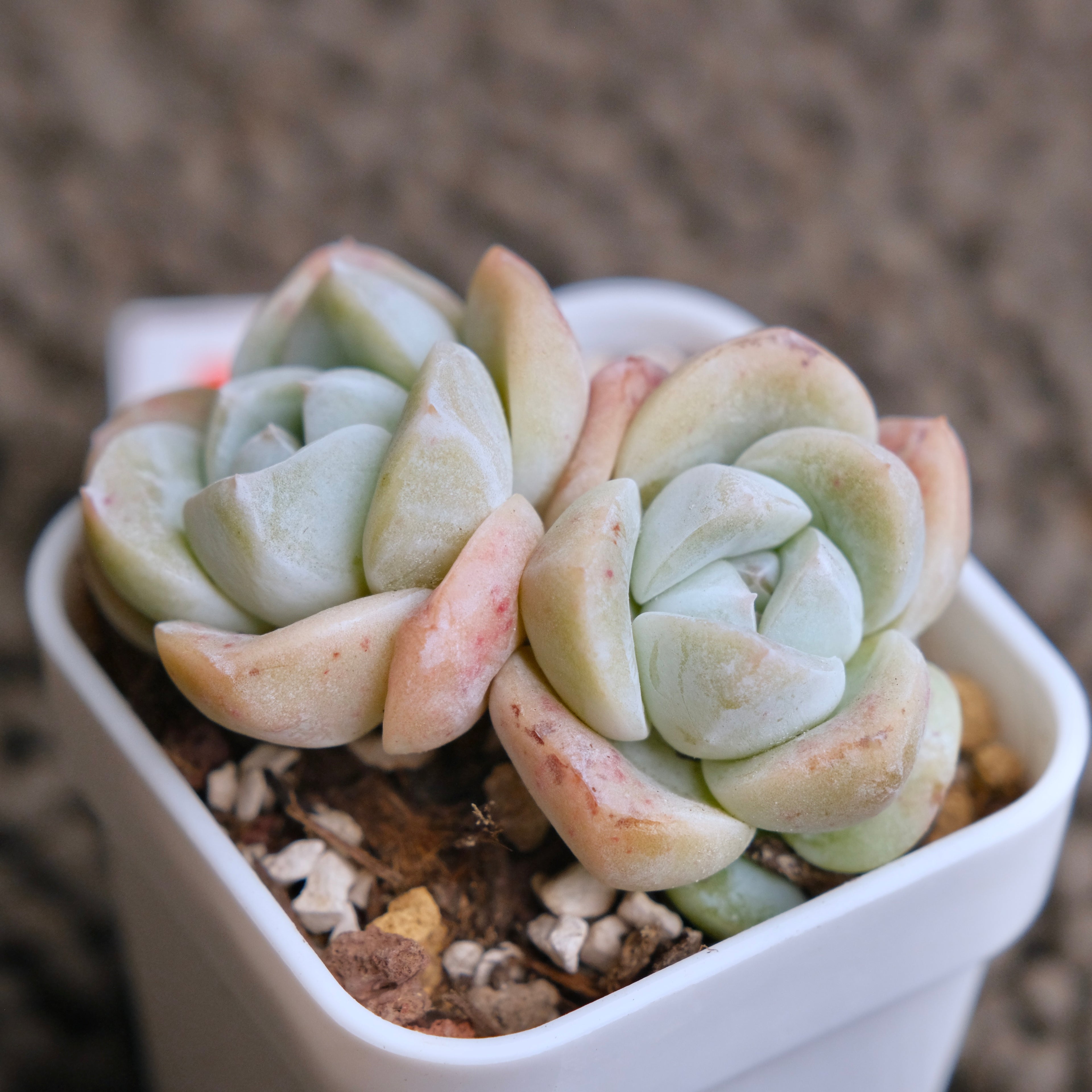 Echeveria Ice Green double Imported Succulent Plant - E