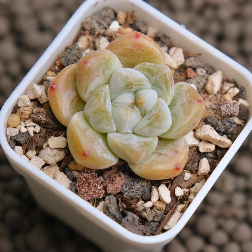 Echeveria Yuha Imported Succulent Plant