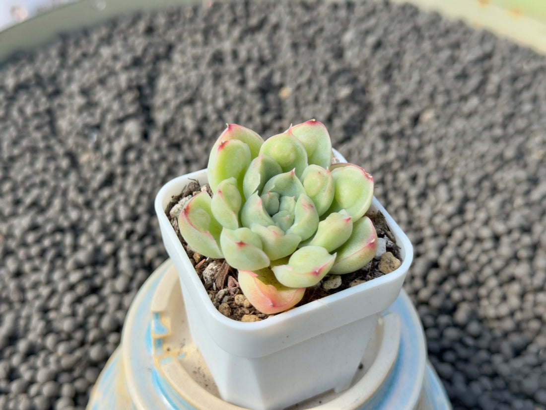 Echeveria Albidrops Korean Succulent Plant