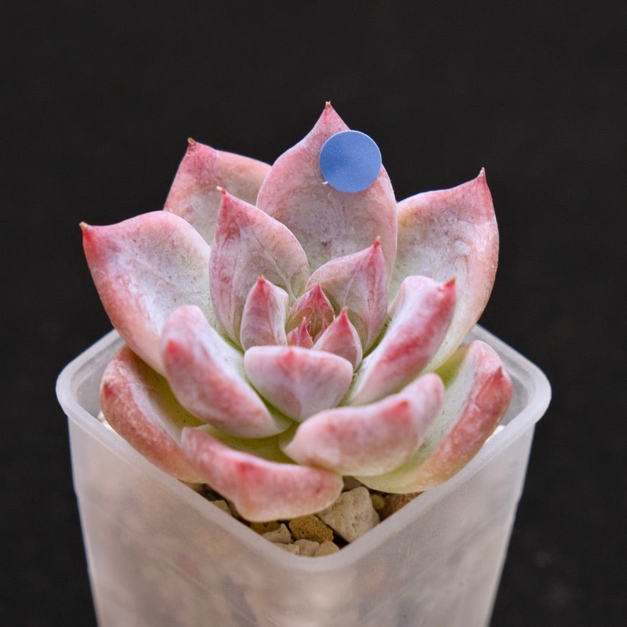 Echeveria Midnight Korean Succulent Plant