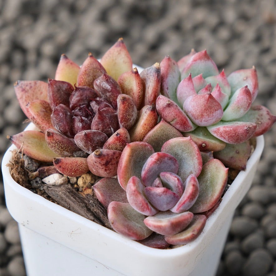 Mixed Baby Pot Korean Succulent Plant