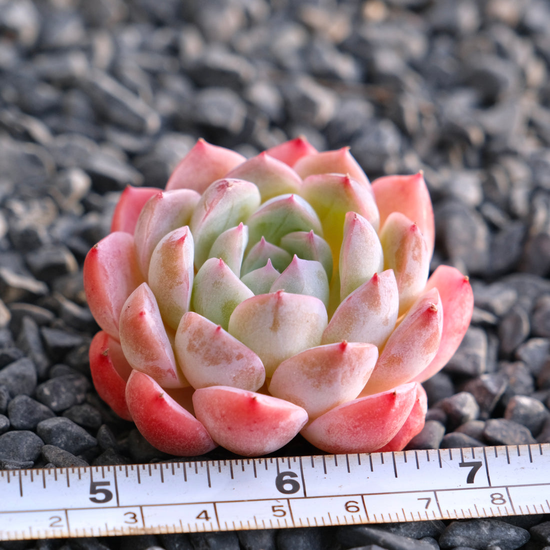 Mystery Hybrid Imported Succulent Plant