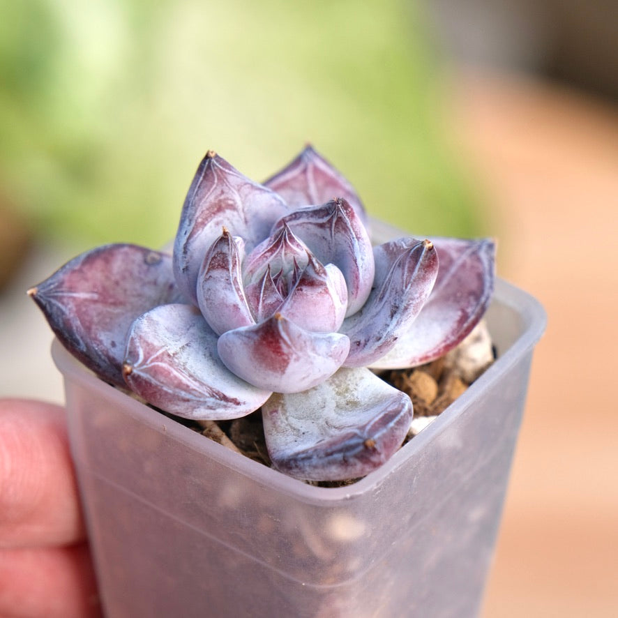 Echeveria Black Sabbath Korean Succulent Plant