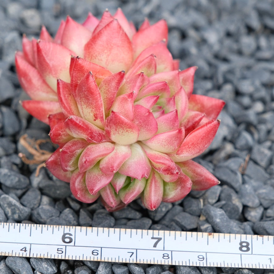 Echeveria Floriditi Imported Succulent Plant