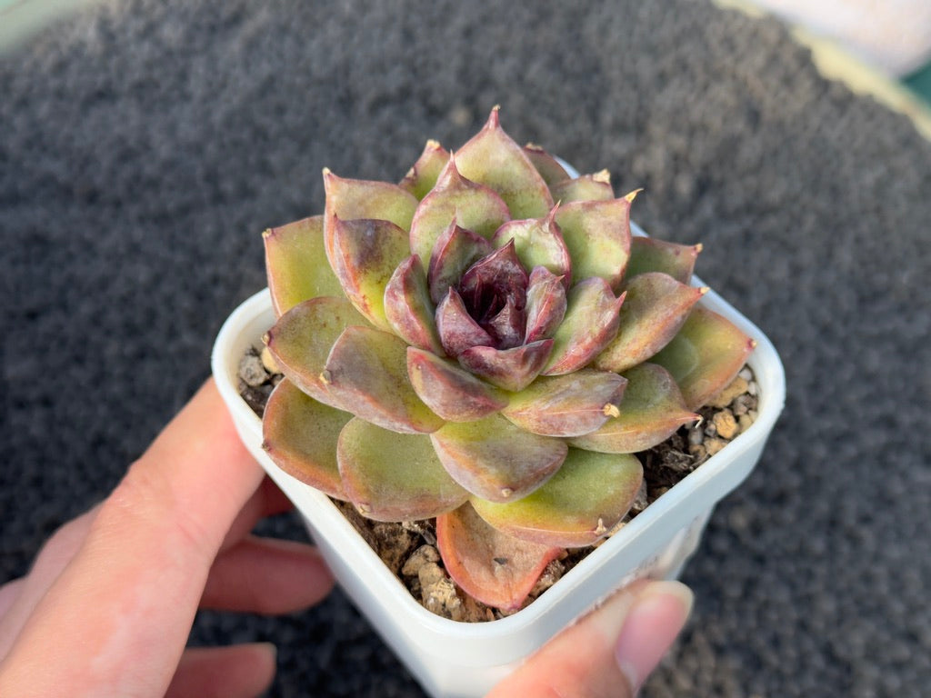 Echeveria Black Heart Korean Succulent Plant Changhee Hybrid