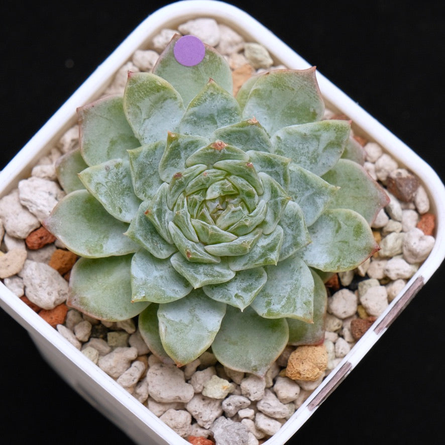 Echeveria Pink Jenny Korean Succulent Plant