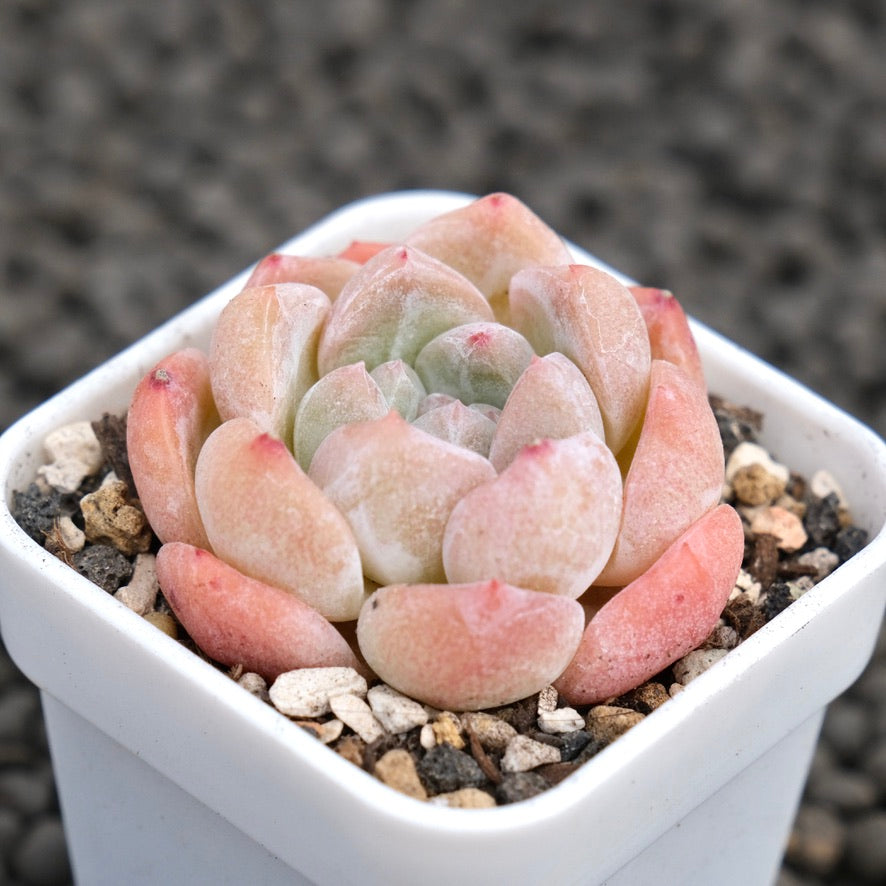 Echeveria Spring Breeze Korean Succulent Plant