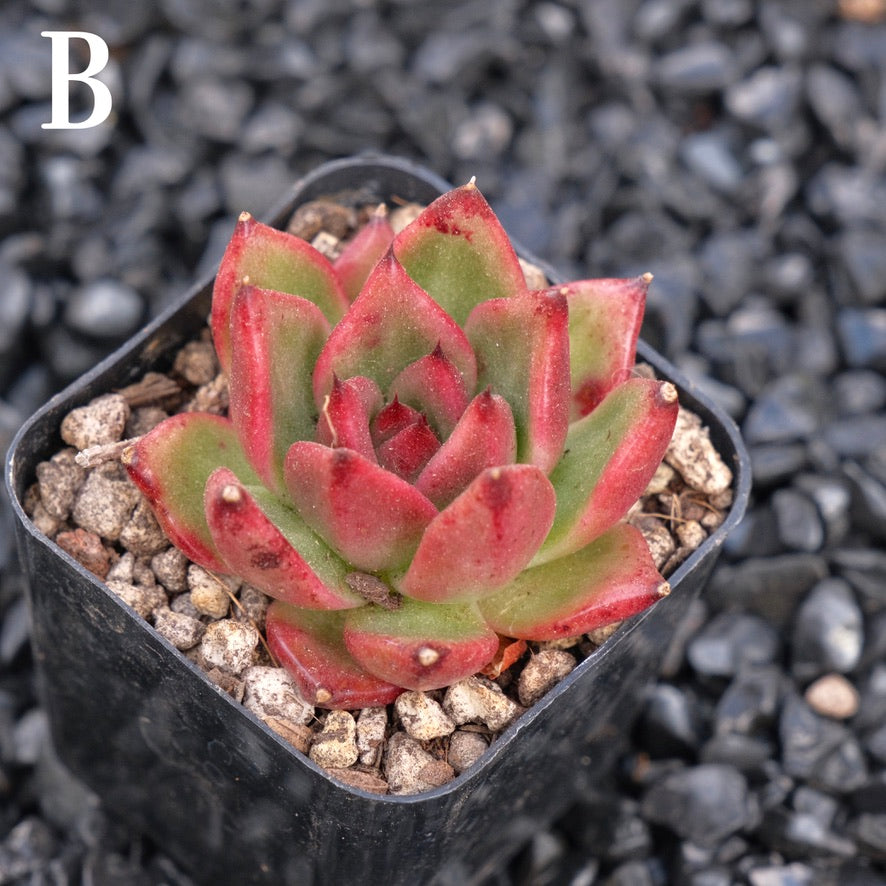 Echeveria Amestro B Korean Imported Succulent Plant