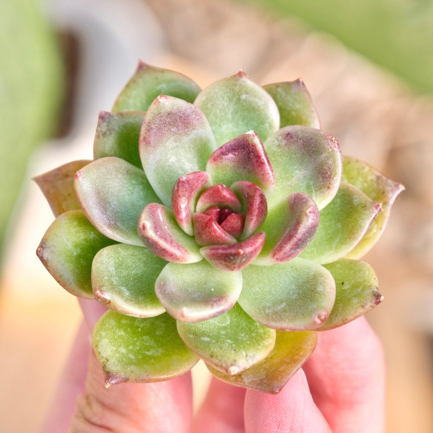 changhee succulent Echeveria Black Edge Korean Succulent Plant Changhee hybrid – Succielife