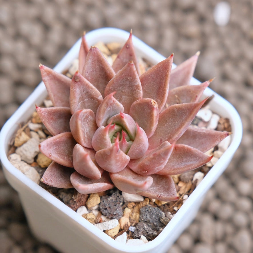Graptopetalum Resbyi Imported Succulent Plant