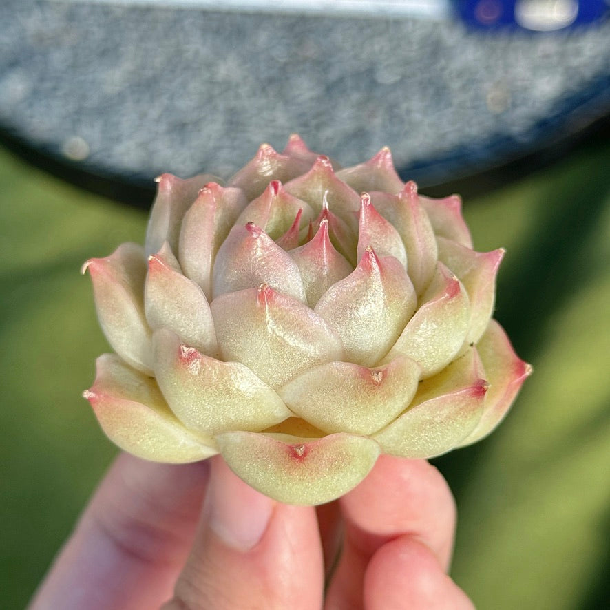 Echeveria Malgan Succulent Plant A