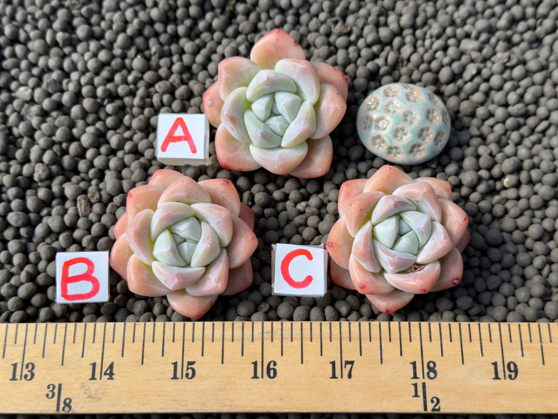 Echeveria Ice Green Imported Succulent Plant