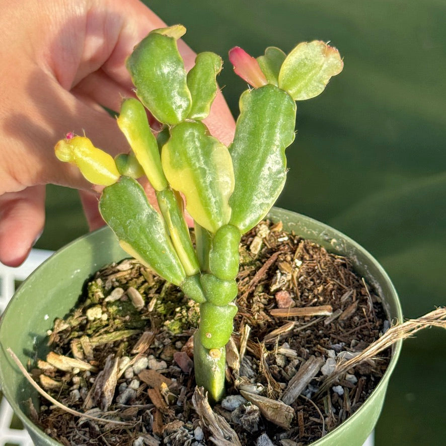 Variegated Christmas Cactus Succulent Plant