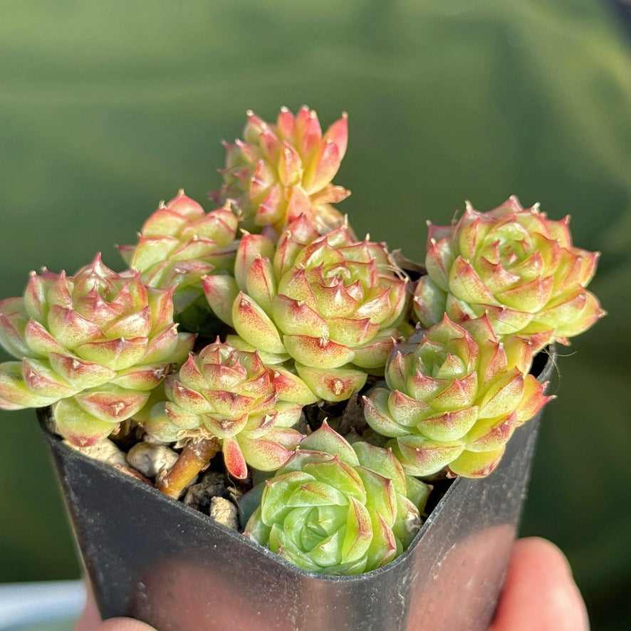 Echeveria Malgan cluster Korean Succulent Plant