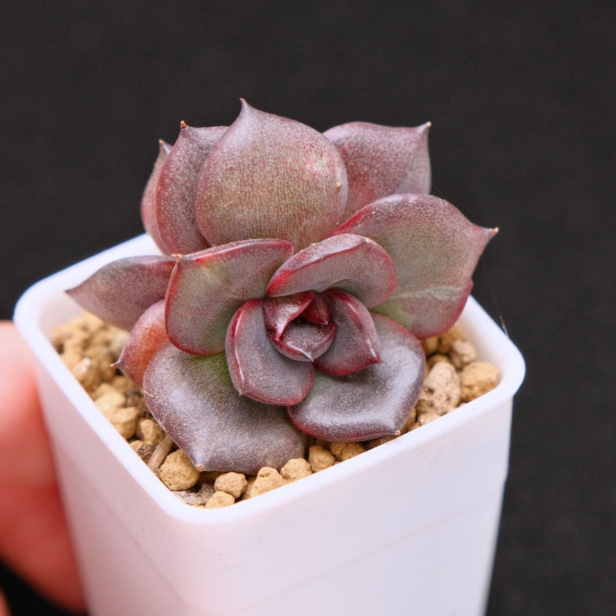 Echeveria Black Rose hybrid double Korean Succulent Plant