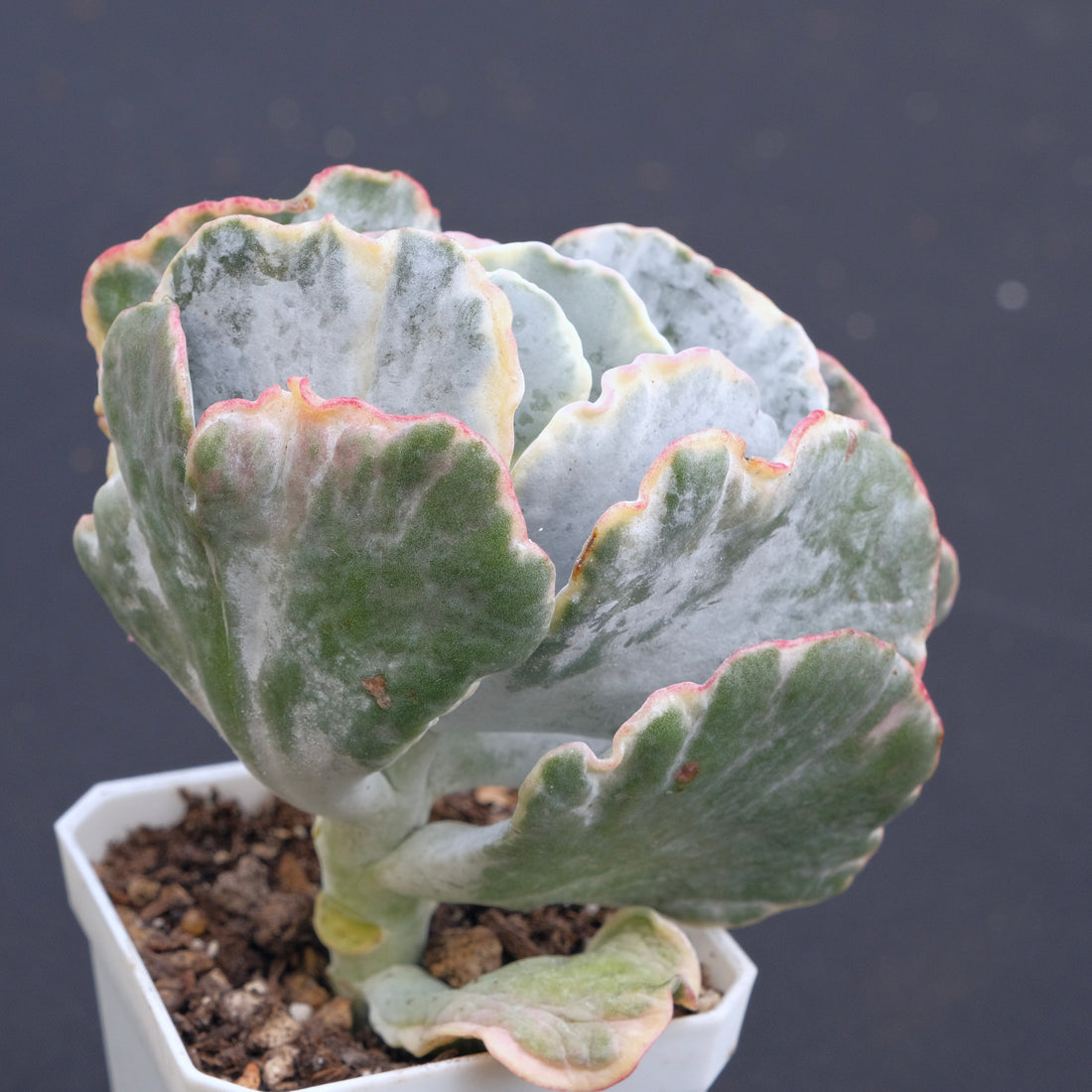 Variegated Cotyledon undulata Succulent Plant