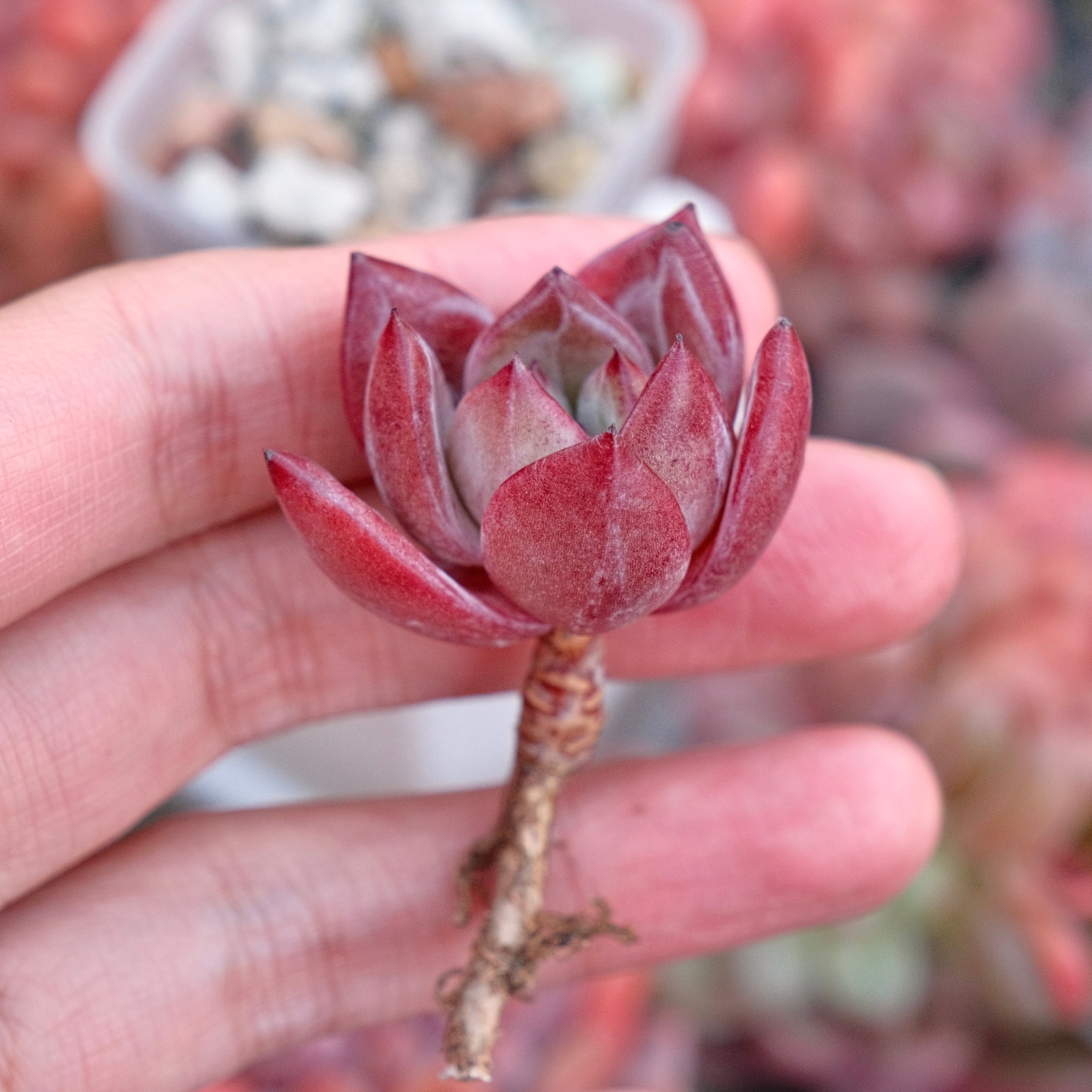 Echeveria Elisab Korean Succulent Plant