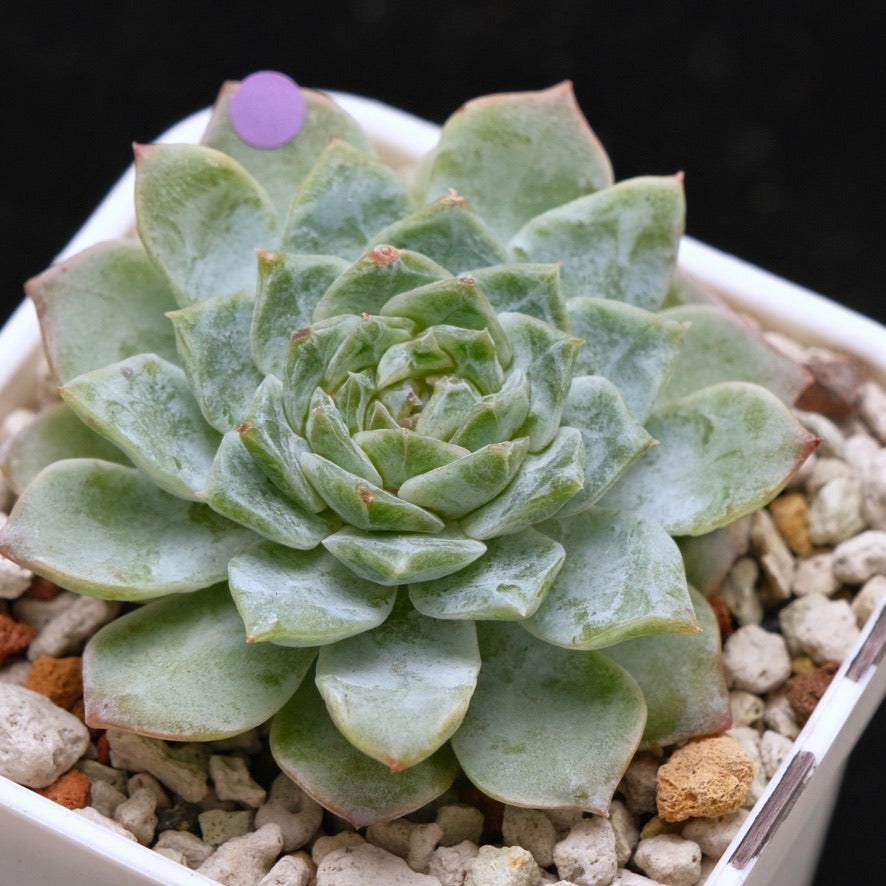 Echeveria Pink Jenny Korean Succulent Plant