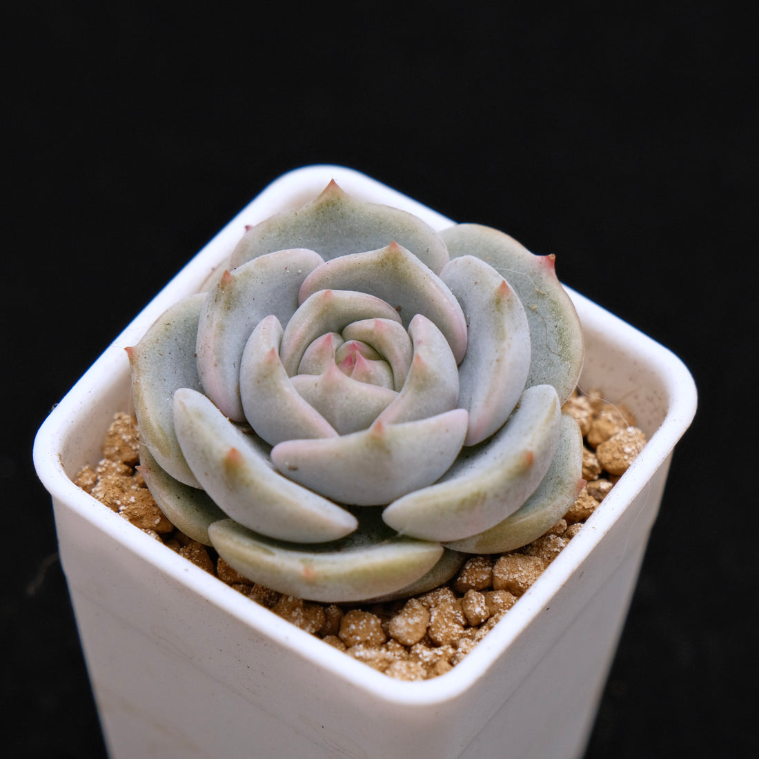 Echeveria White Sand Monroe Baby Korean Succulent Plant *Very Rare*