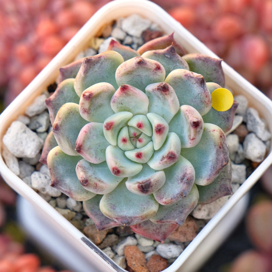 Echeveria Sakura Drop Korean Succulent Plant