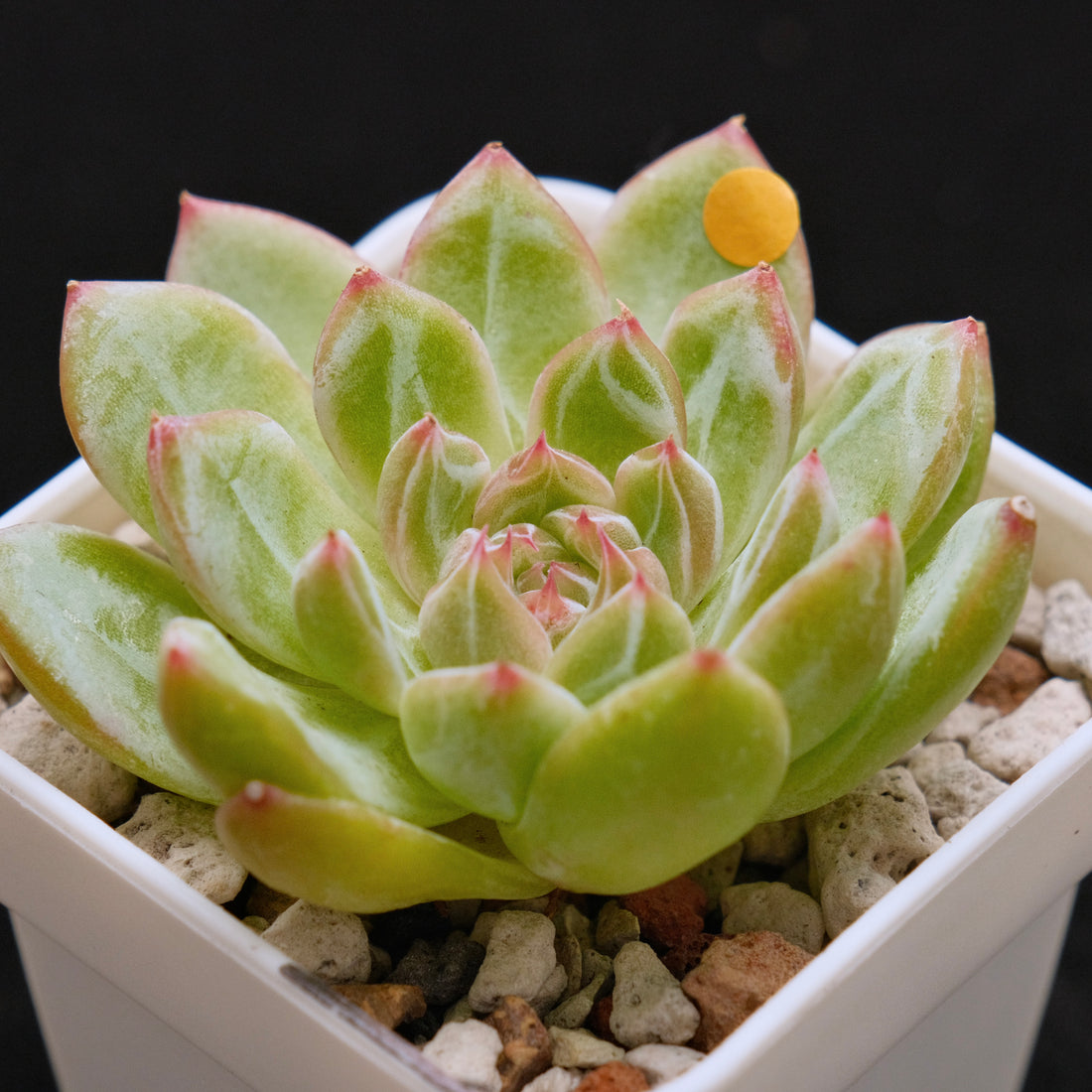 Echeveria Snowflake Jelly Korean Succulent Plant Rare