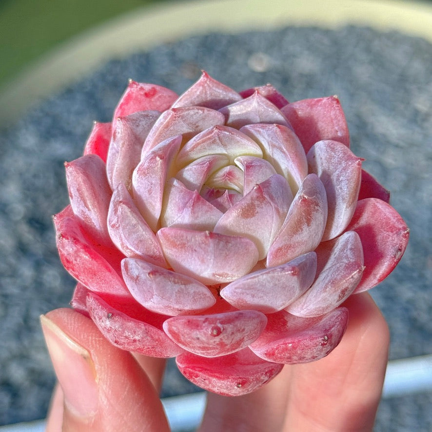 Echeveria Rosé Succulent Plant B