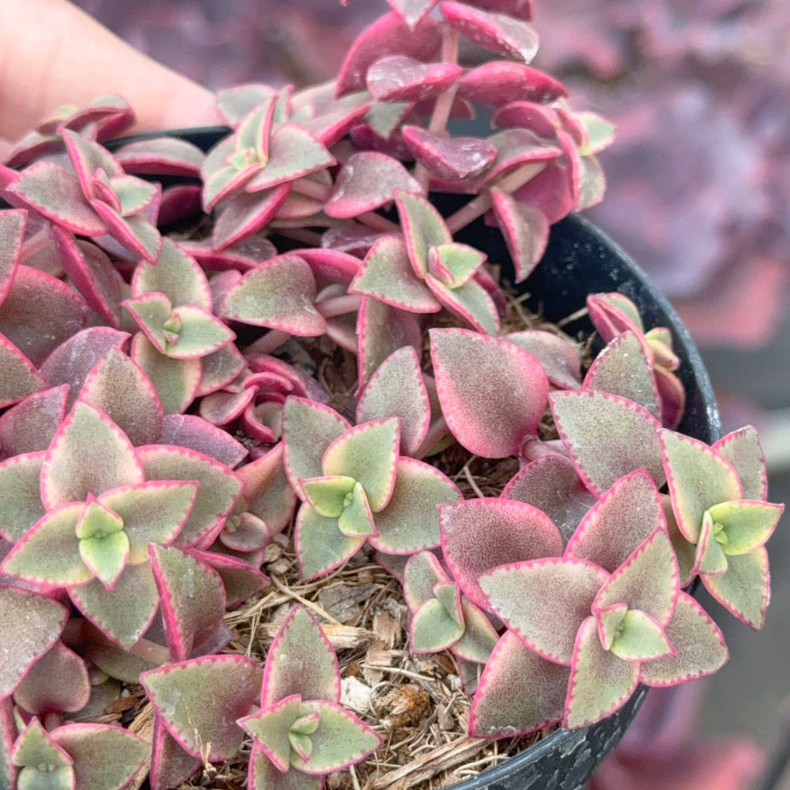 Variegated Crassula calico kitten Succulent Plant