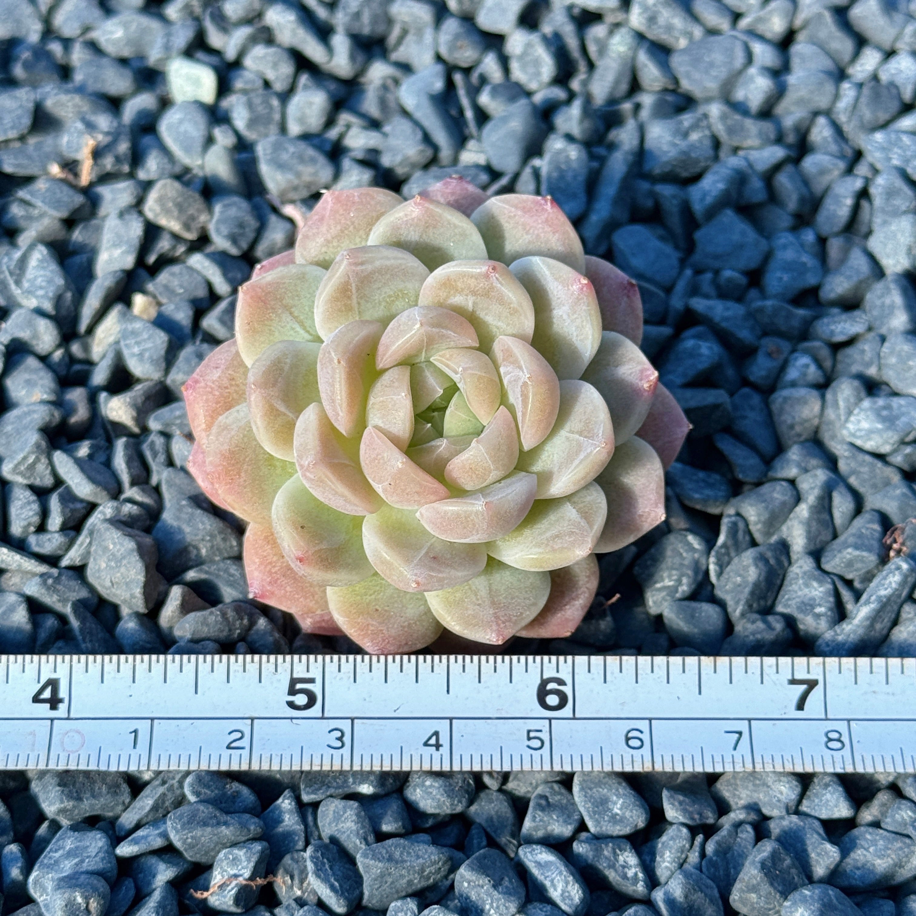 Echeveria Mystery Hybrid Succulent Plant E