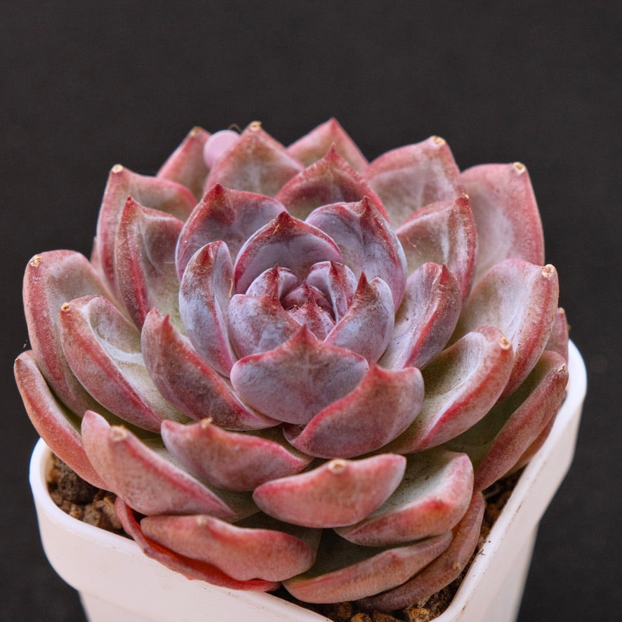 Echeveria Cherry Frappe Korean Succulent Plant