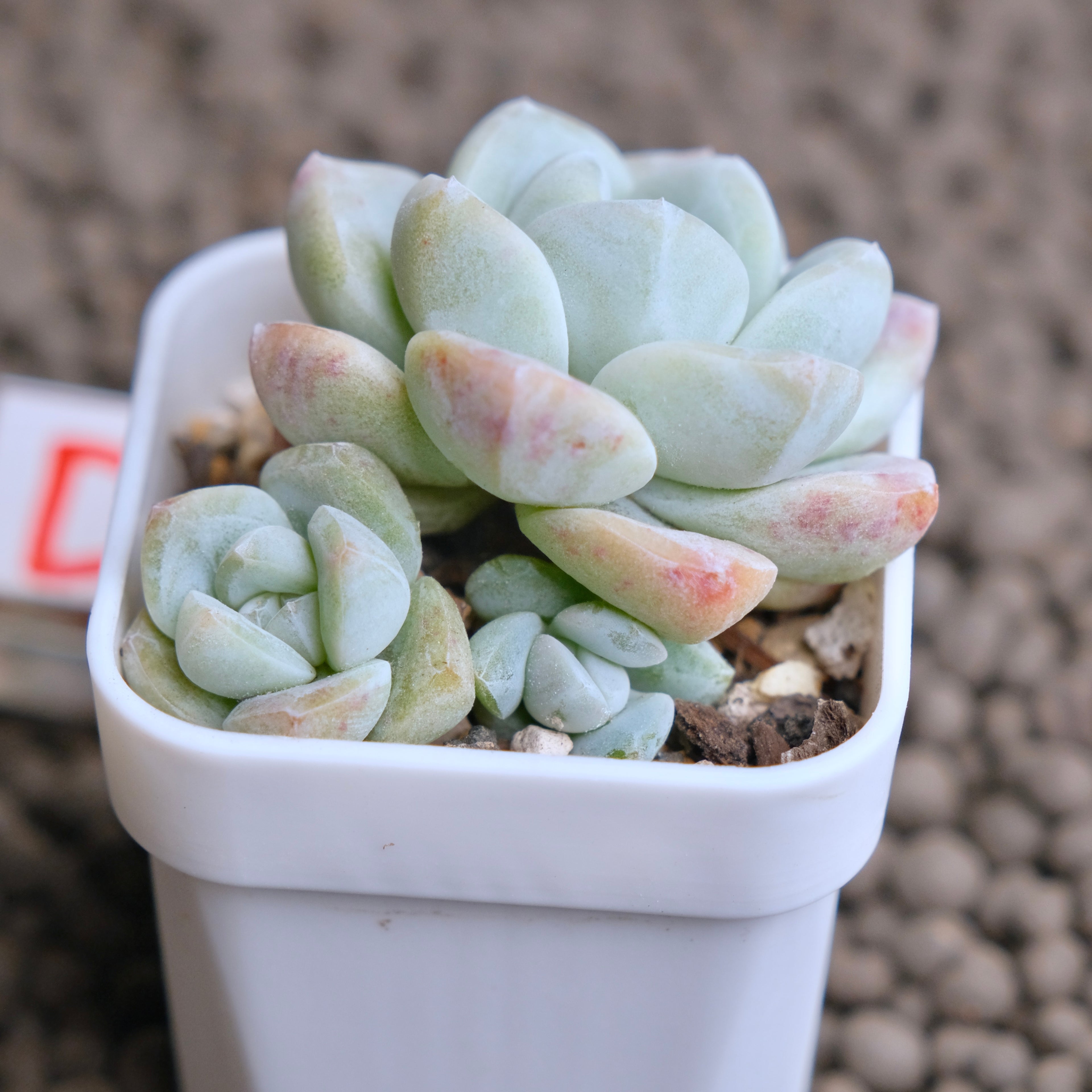 Echeveria Ice Green cluster Imported Succulent Plant - D